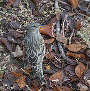 Alpine Accentor