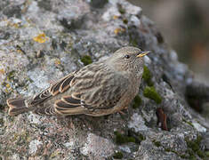 Accenteur alpin