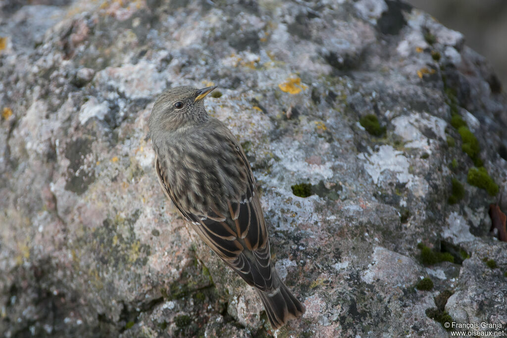 Alpine Accentor