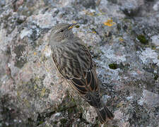 Alpine Accentor