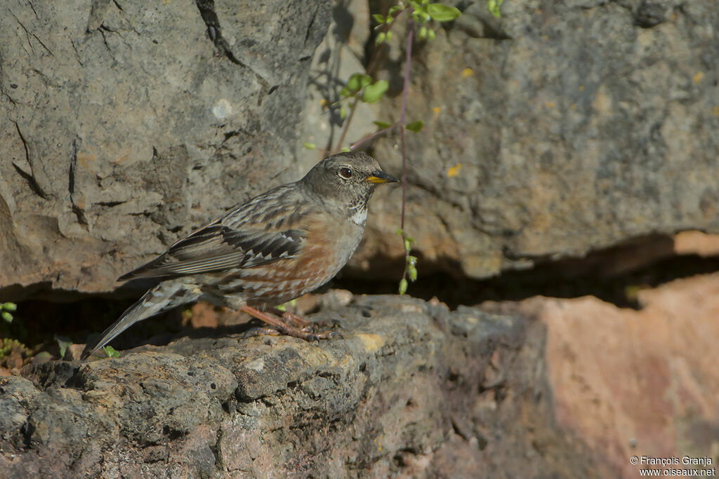 Alpine Accentoradult