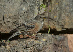 Alpine Accentor