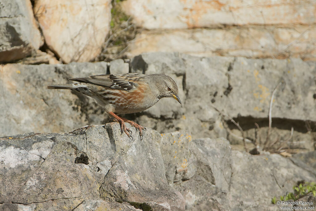 Accenteur alpinadulte