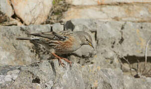 Accenteur alpin