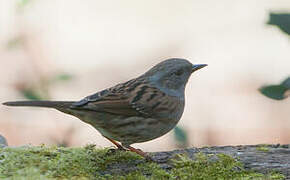 Dunnock