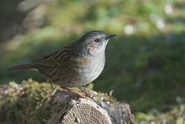 Dunnock