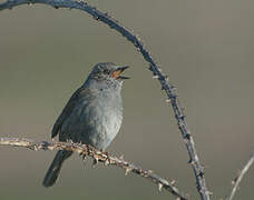 Dunnock