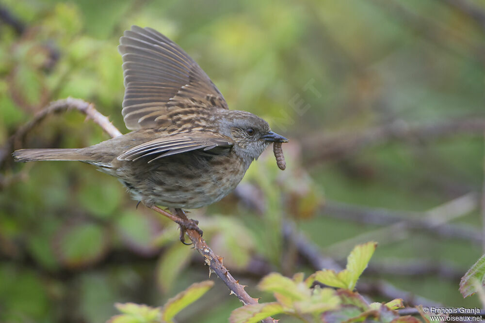 Dunnockadult