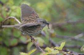 Dunnock