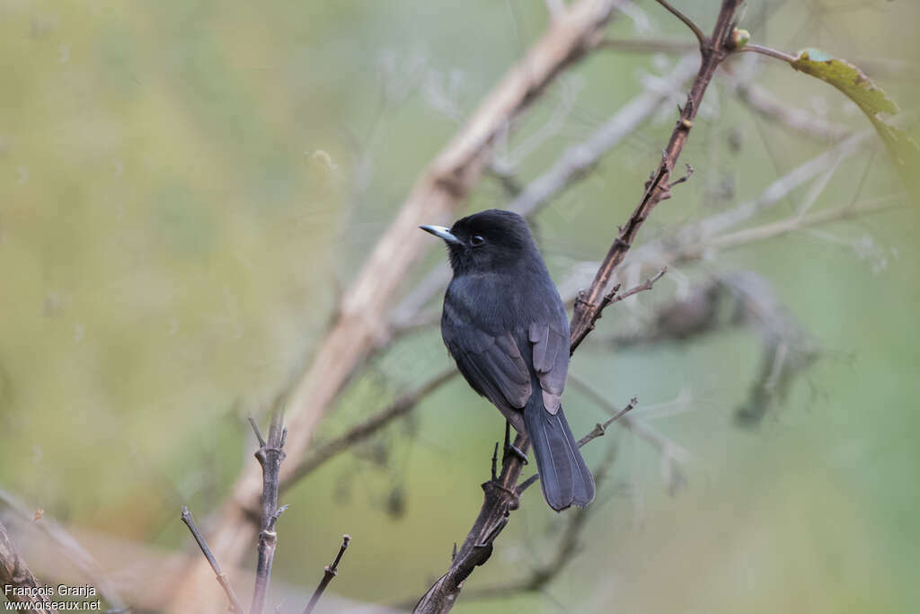 White-winged Black Tyrant male adult, pigmentation