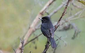 White-winged Black Tyrant