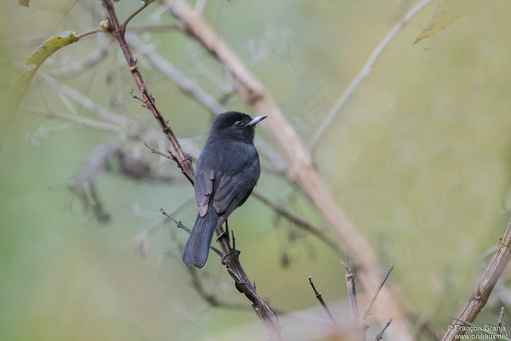 White-winged Black Tyrant