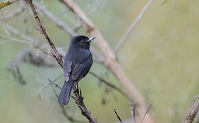 White-winged Black Tyrant