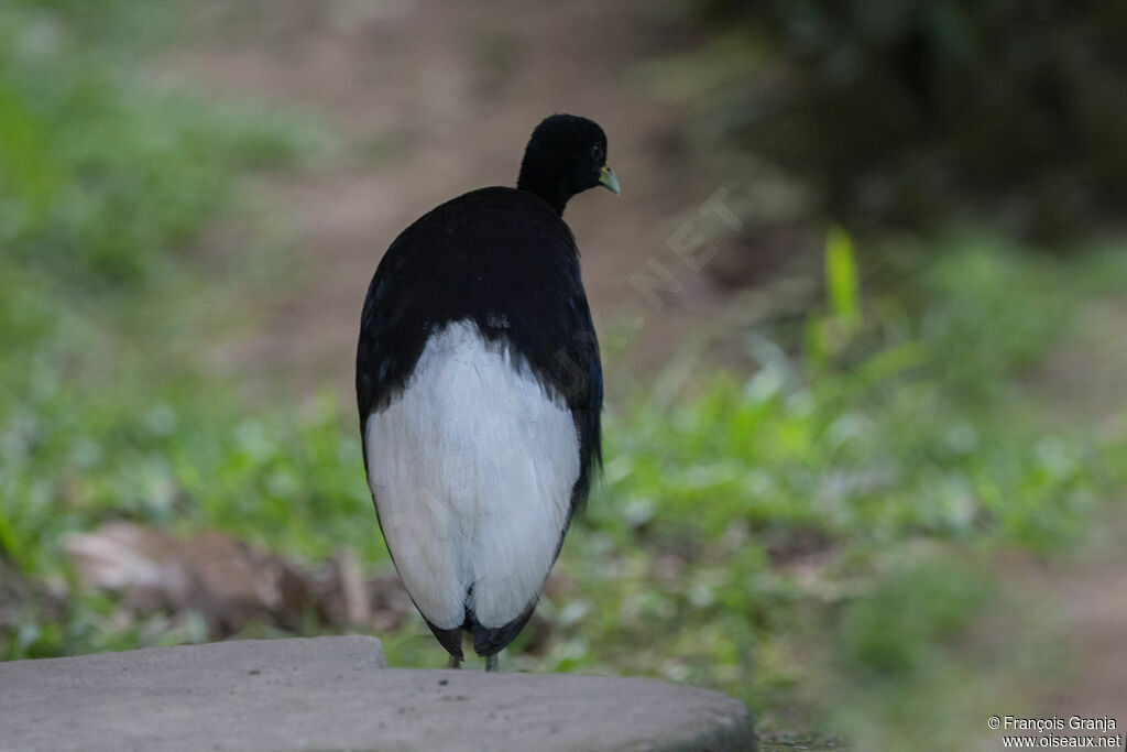 Agami à ailes blanches