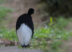 Pale-winged Trumpeter