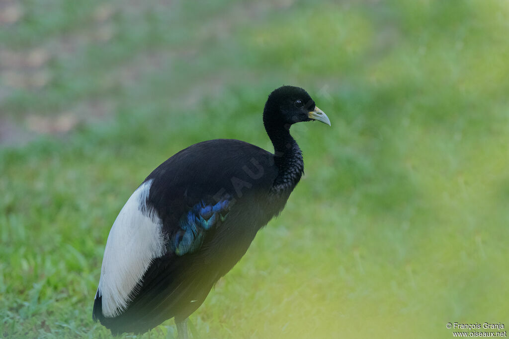 Agami à ailes blanches