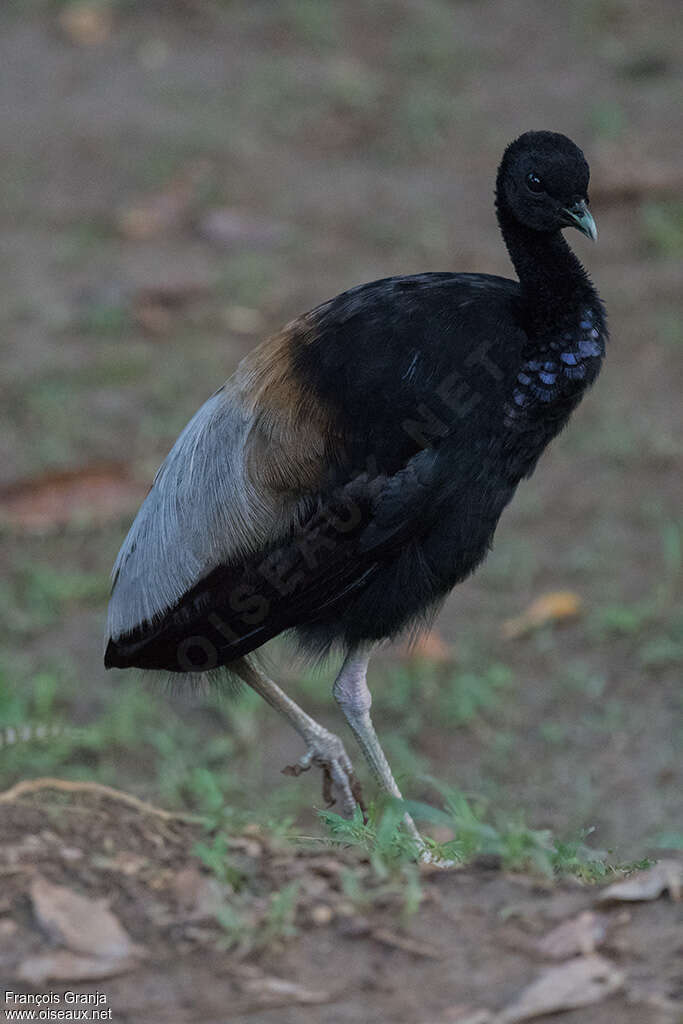 Grey-winged Trumpeteradult, identification