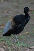 Grey-winged Trumpeter