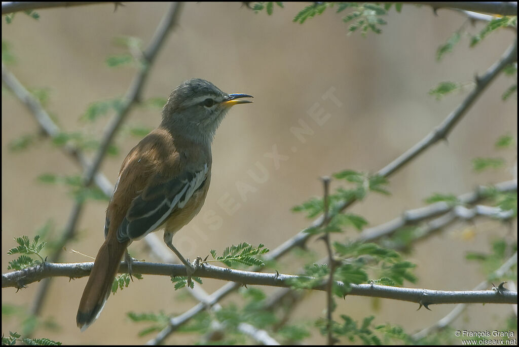 White-browed Scrub Robin