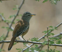 White-browed Scrub Robin