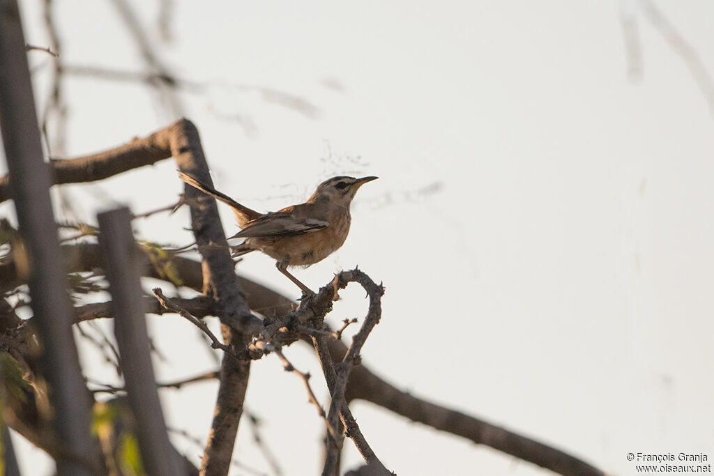 White-browed Scrub Robin