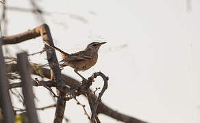 White-browed Scrub Robin