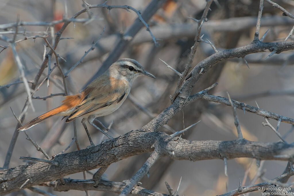 Kalahari Scrub Robin