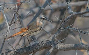 Kalahari Scrub Robin