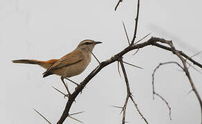 Kalahari Scrub Robin