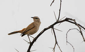 Kalahari Scrub Robin