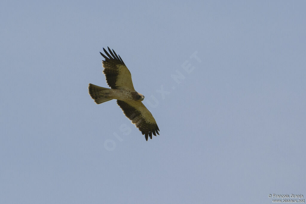 Booted Eagle