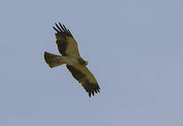 Booted Eagle