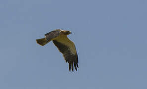 Booted Eagle