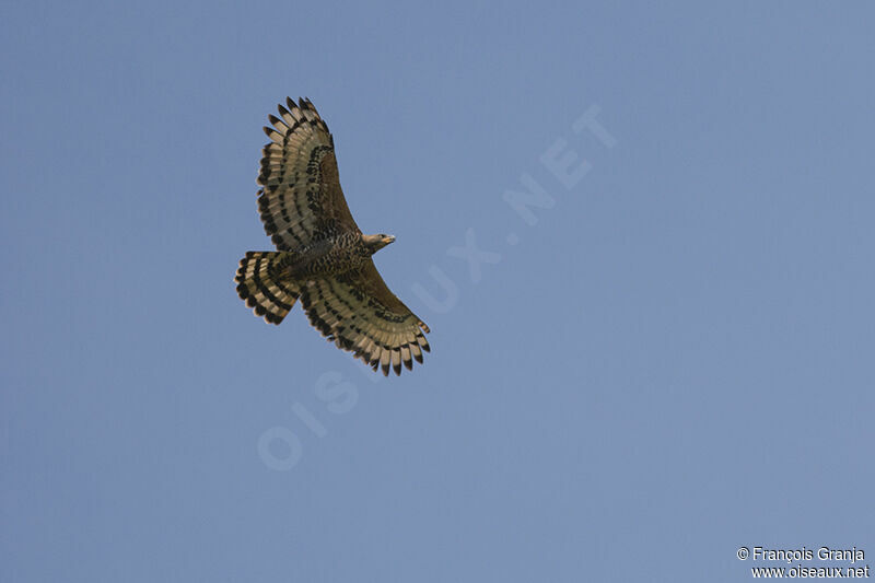 Aigle couronnéadulte