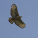 Aigle couronné