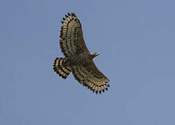 Crowned Eagle