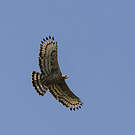 Aigle couronné