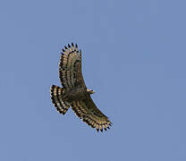 Crowned Eagle