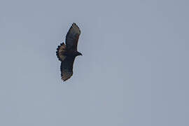 Black-and-chestnut Eagle