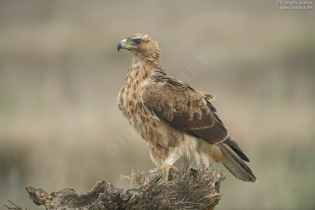 Aigle de Bonelli