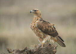 Bonelli's Eagle