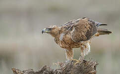 Aigle de Bonelli