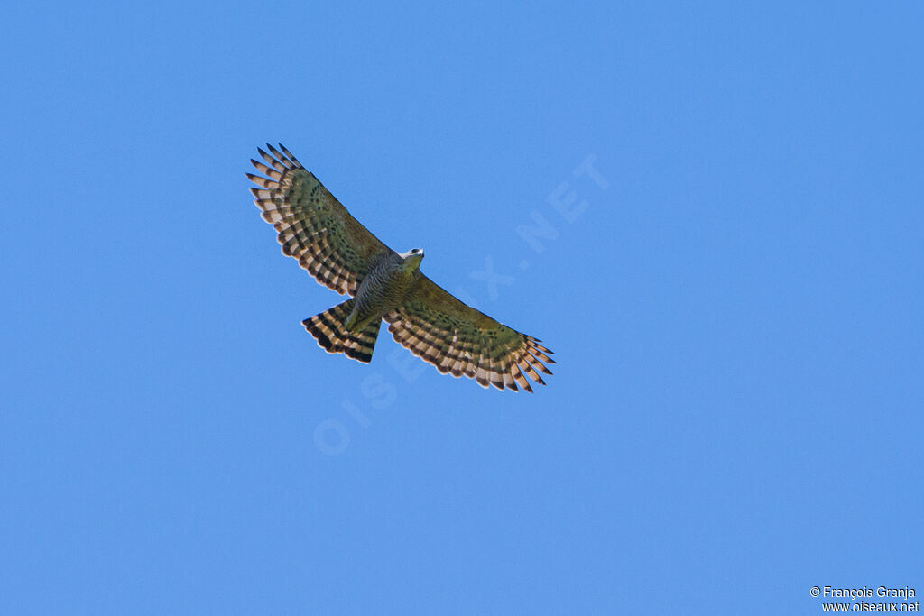 Legge's Hawk-Eaglesubadult