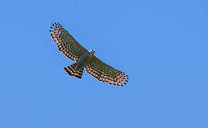 Legge's Hawk-Eagle