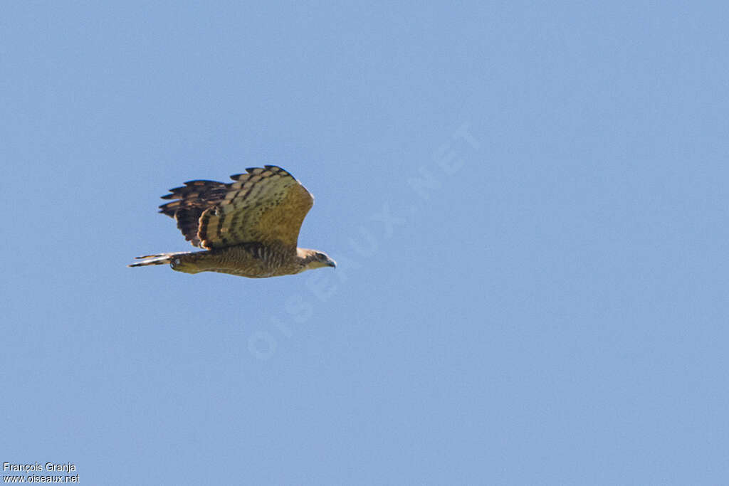 Legge's Hawk-Eagleadult, identification