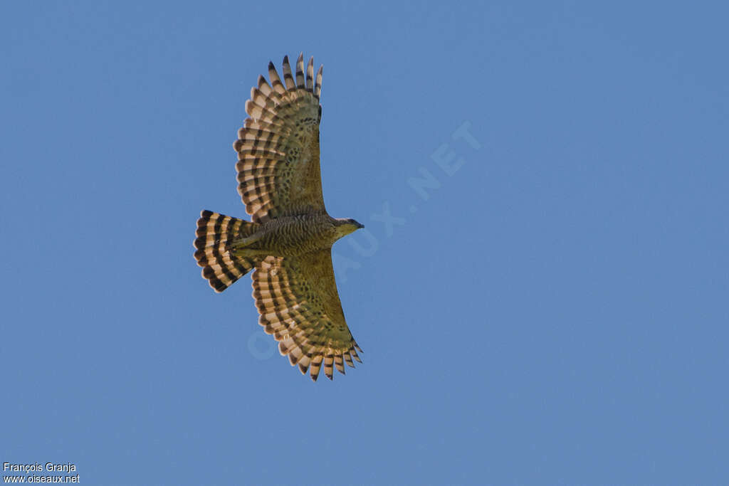 Legge's Hawk-Eagleadult, Flight