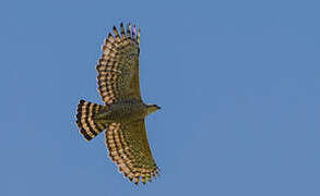 Legge's Hawk-Eagle