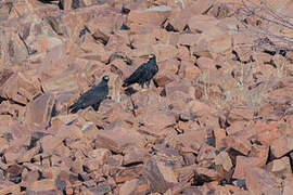 Verreaux's Eagle