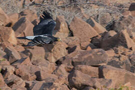 Verreaux's Eagle