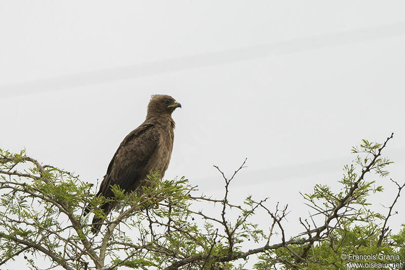 Aigle de Wahlbergadulte